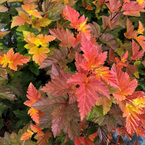 Physocarpus plants magic ball - magic,