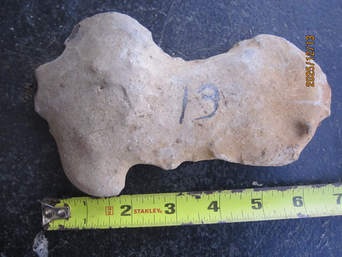 Great large fossil crab - large,