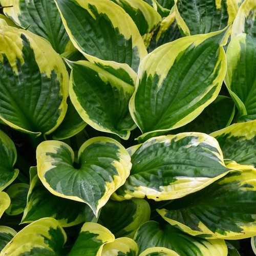 Hosta twilight mid sized - 'twilight', mid-sized