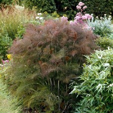 Bronze Fennel Seeds | Edible