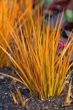 Libertia Peregrinans Evergreen
