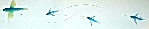 Daisy chain flying fish - daisy,