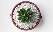 Decorative stones pebbles - decorative,