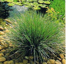 Juncus Grass EVERGREEN Aquatic