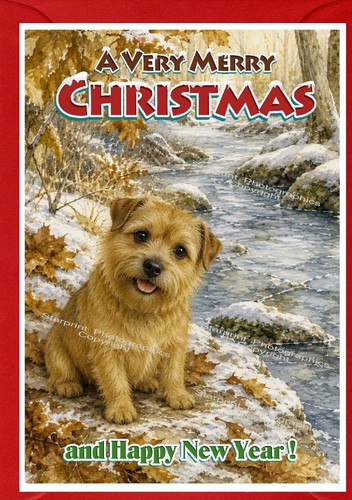 Norfolk terrier dog - norfolk,