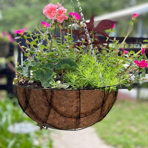 Hanging basket flower - 2, x