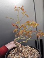 part trained shohin Japanese