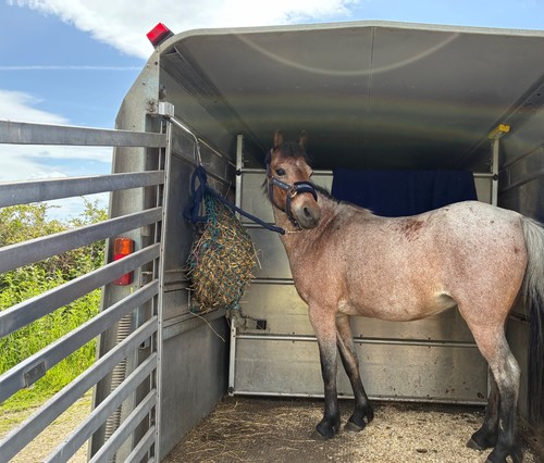 Ifor williams livestock - ifor,