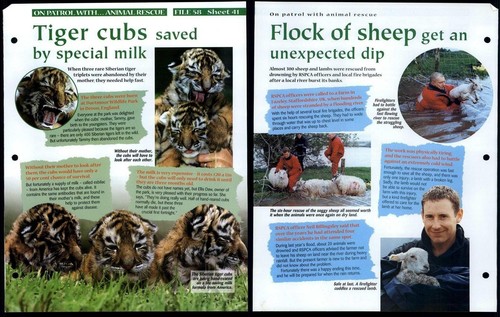 Tiger cubs saved on - #41, patrol