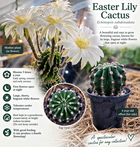 Easter lily cactus 4 year - cactus, –