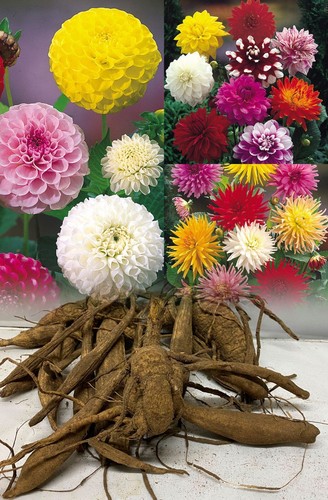 Mixed dahlia tubers bulbs - mixed,