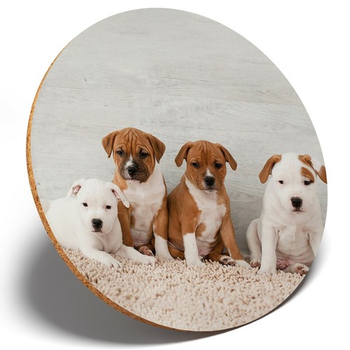 Cute staffie puppies - staffie,