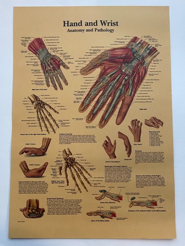Human hand poster - hand,