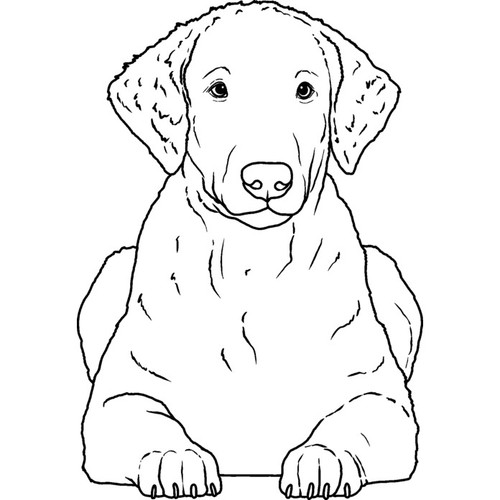 Curly coated retriever - 'curly,