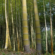 60+ MOSO Bamboo Seeds. Giant