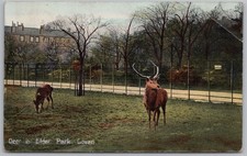 GOVAN Deer in Elder Park Postcard, Postmarked 1907