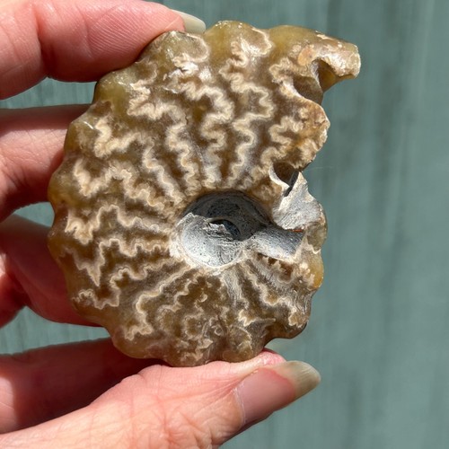 Ammonite fossil - ammonite,