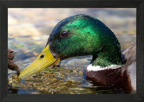 The emerald glimmer - the,