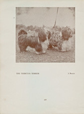 TIBETAN TERRIER OLD VINTAGE 1934 NAMED DOG SEPIA PRINT PAGE