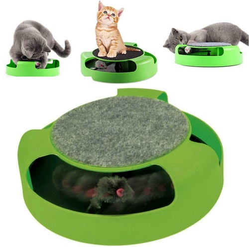 Cat kitten catch the mouse - cat,