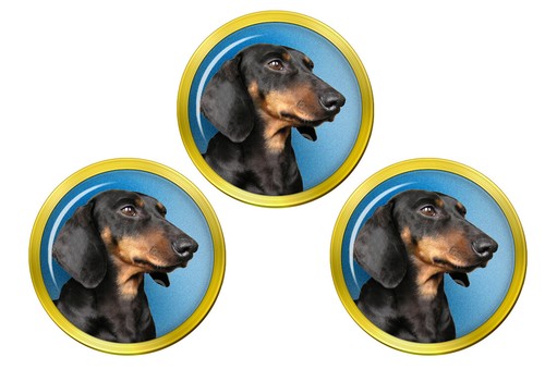 Miniature dachshund portrait - miniature,