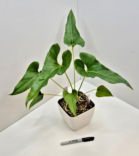 Anthurium brownii rare - brownii,