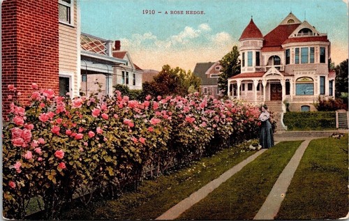 Rose hedge old house - hedge, antique