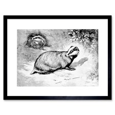 Scientific Illustration Badger Black White Plate Framed Print Picture 12x16 Inch