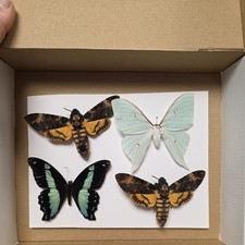 Box6 Mix grade insect