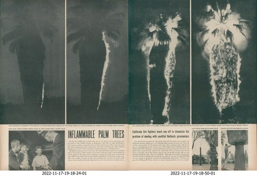 1948 inflammable palm trees - 1948,