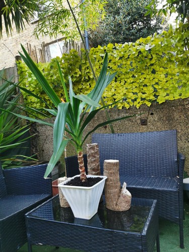 Yucca plant spanish bayonet - x,