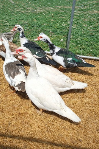 Purebred fertile muscovy - fertile,
