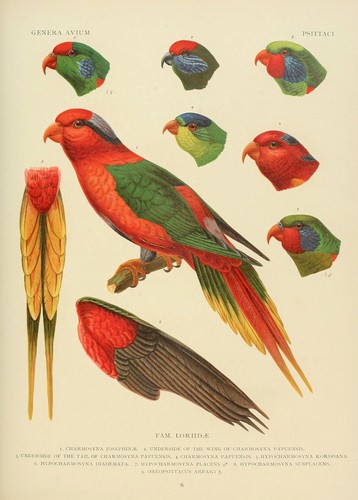 Brazilian scarlet macaw - brazilian,