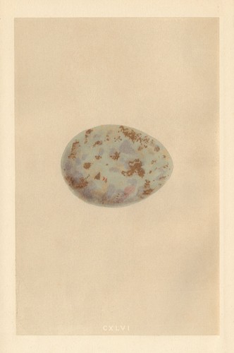 British bird eggs andalusian - eggs.,