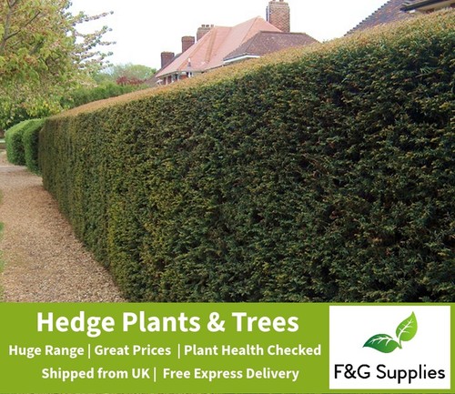 Yew taxus evergreen native - taxus,