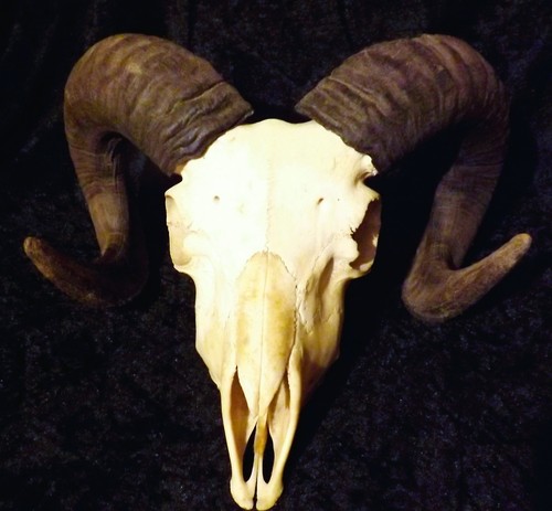Genuine rams skull - genuine,