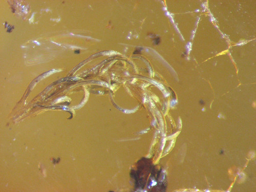 Pliocene amber kenya - pliocene,
