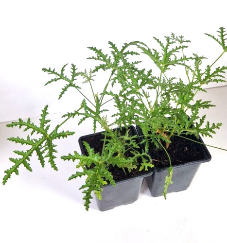 Citronella scented geranium - citronella,,