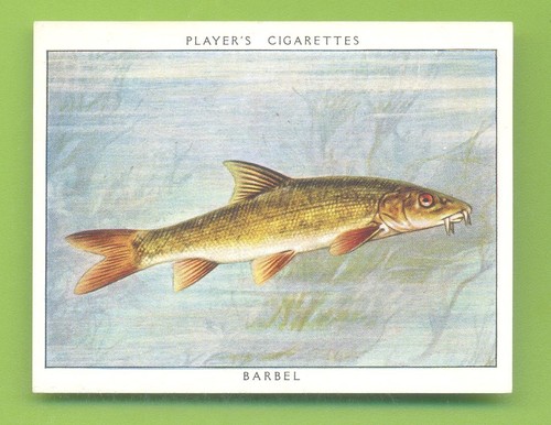 Fresh water fishes - fresh-water, fishes.no.1
