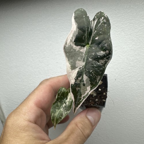 Alocasia nobilis pink - nobilis,