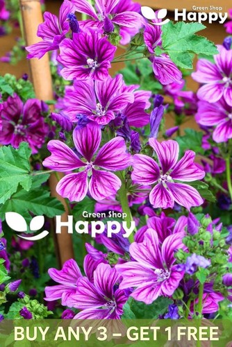 Tall mallow seeds malva - tall,