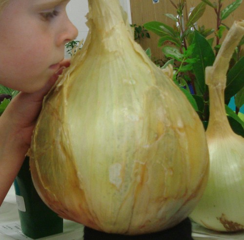 Giant onion ailsa craig - ailsa,