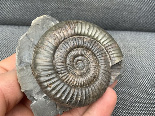 Dactylioceras jurassic - dactylioceras, sp.