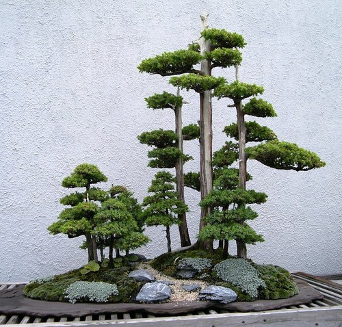 Bonsai juniper communis with - juniper,