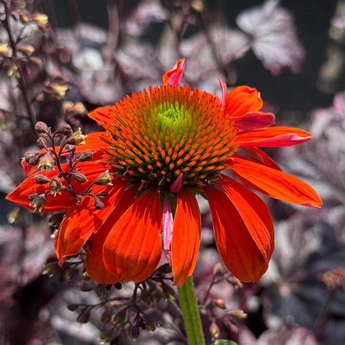 Echinacea sombrero adobe - 'sombrero,
