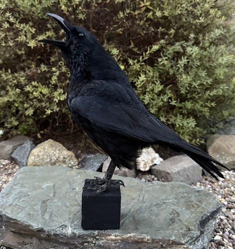 Taxidermy calling crow - calling,