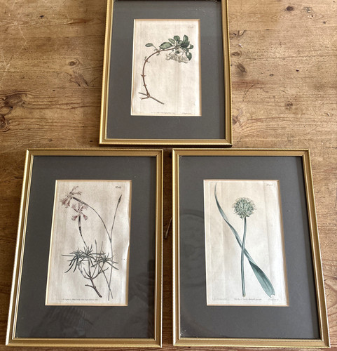 Set antique botanical - set,