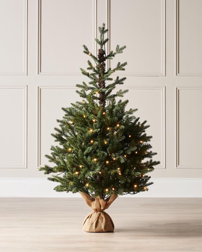 Pre lit norway spruce potted - spruce,