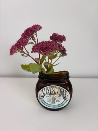 Upcycled marmite gene project - marmite,