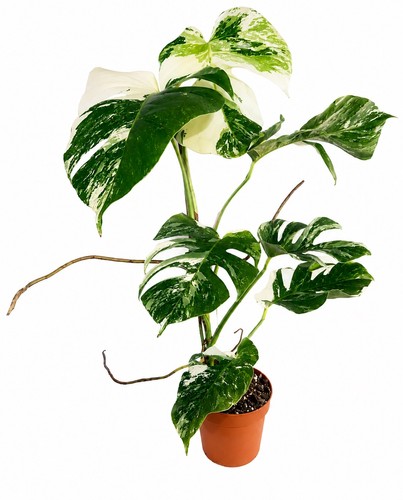 Monstera albo variegata - monstera,